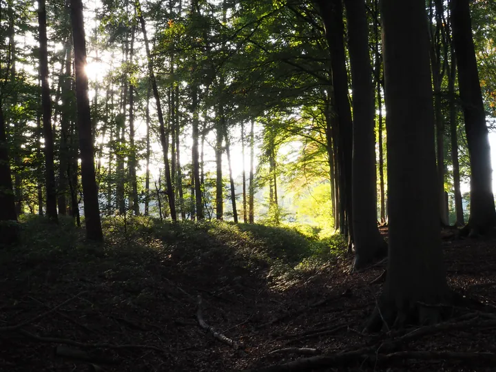 Vagevuurbos en Lippensgoed-Bulskampveld (België)